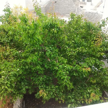 Bed & Breakfast La Dimora Del Corso Alberobello